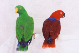 parrots facing outward